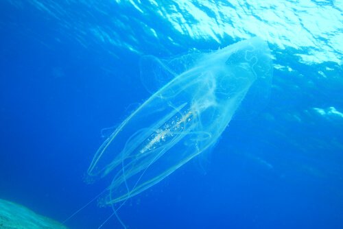 맹독류 해파리의2