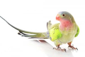 선녀앵무 이름의 유래