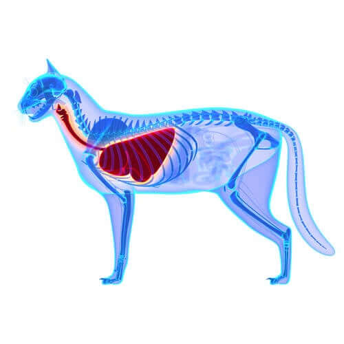 호흡 곤란 저산소증
