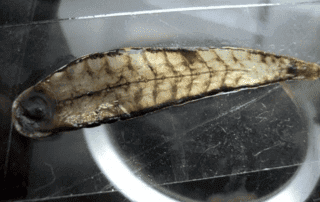 티라놉델라 렉스의 조상 및 친척