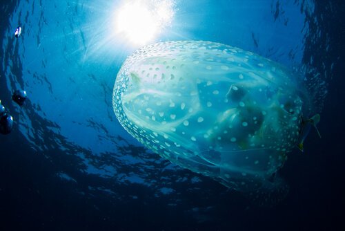 맹독류 해파리의3