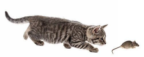 고양이의 사냥 민첩성