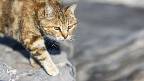 고양이의 사냥 스트레스 호르몬