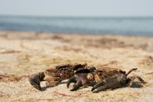 게와 벨벳 크랩의 차이점