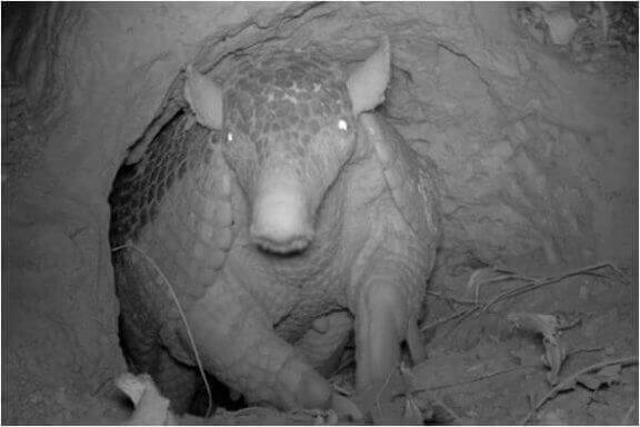 왕아르마딜로의 보존 상태