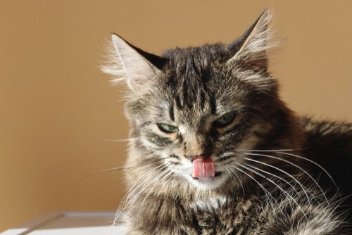 고양이가 혀로 위생 관리를 하는 방법