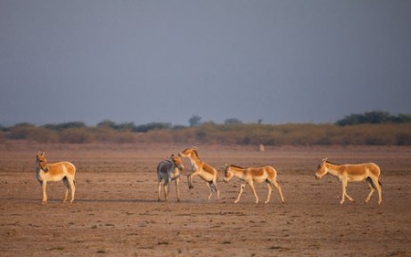 아시아당나귀의 행동