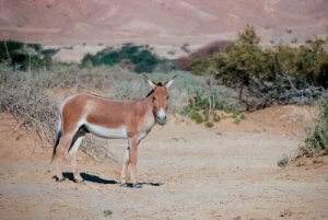 아시아당나귀의 특징