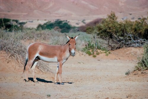 아시아당나귀의 특징