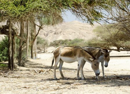 멸종 위기에 처한 아시아당나귀