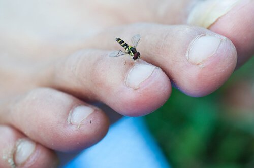 곤충 매개 먹파리