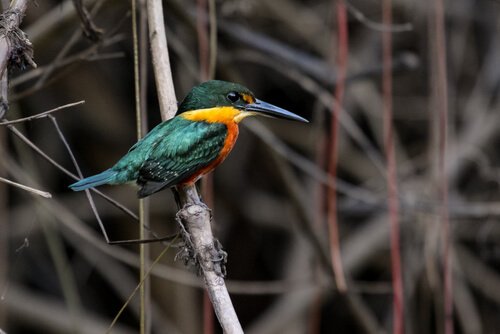 피그미 물총새 특징