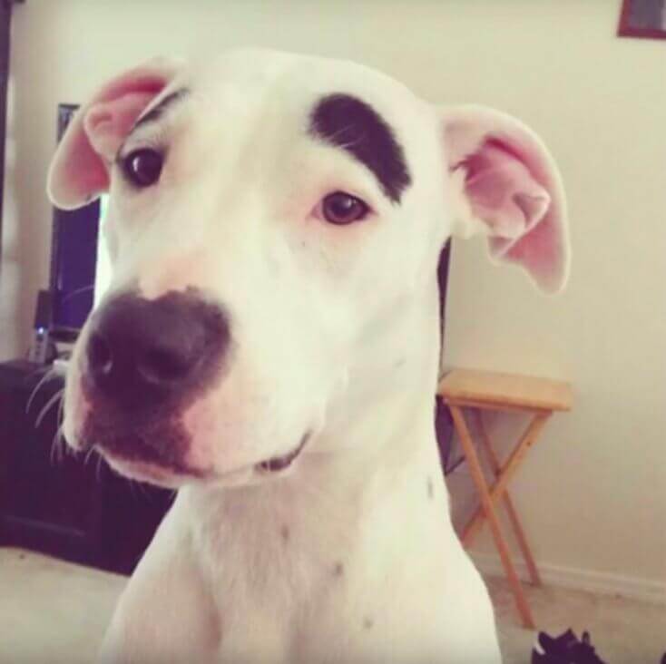 독특한 반점이 있는 개 8마리