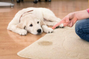 부적절한 냄새 표시: 왜 일부 개는 사람에게 오줌을 눌까?