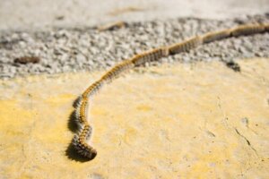 행렬털 애벌레에 대한 흥미로운 사실