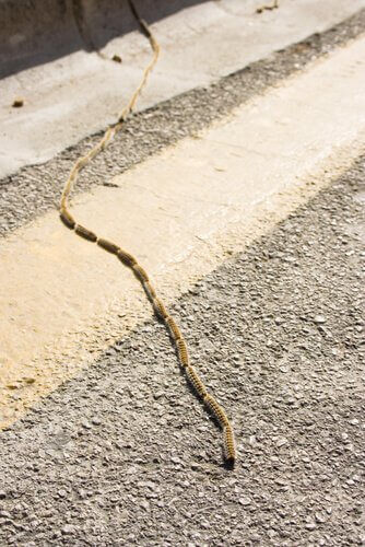 행렬털 애벌레에3