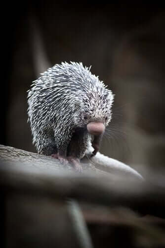 나무타기산미치광이는2