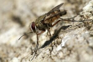 침파리가 반려견에게 접근하지 못하게 하는 방법