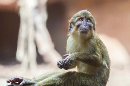탈라포인 원숭이의 특징 및 서식지