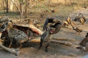 절취기생의 사례 및 흥미로운 사실들
