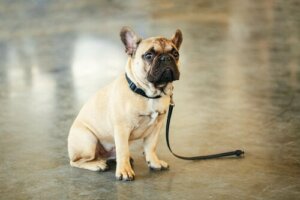 잃어버린 반려동물을 찾는 방법