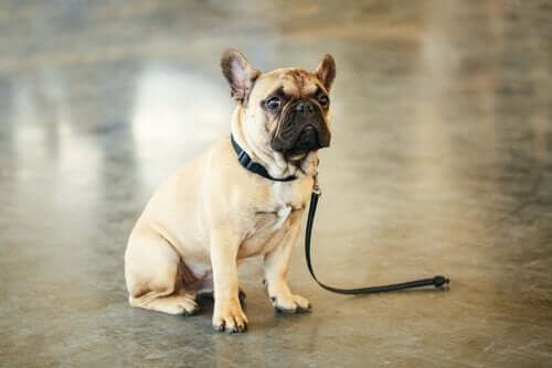 잃어버린 반려동물을 찾는 방법