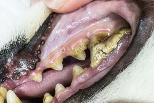 3. 나이 든 개의 치아 문제 