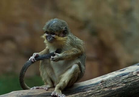 탈라포인 원숭이의3