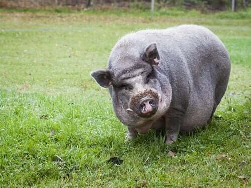 미니 돼지는 스페인에서 공식적인 침입종이다