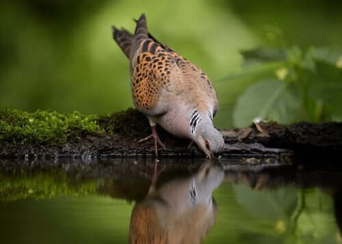 스페인에 서식하는 토종 비둘기 5종