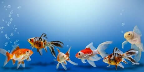 수조에 새로운2