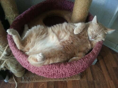 고양이의 코골이를2