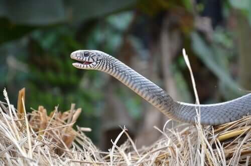 뱀의 보습코 기관은2