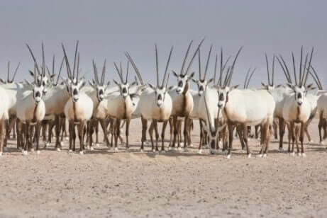 아라비아 오릭스의3