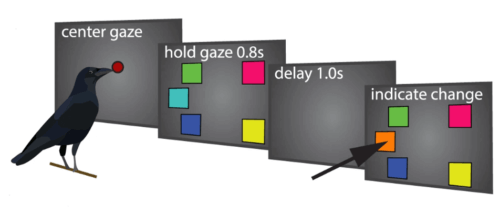 똑똑한 까마귀의2