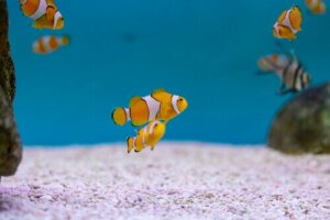 자웅동체의 진화적 의미