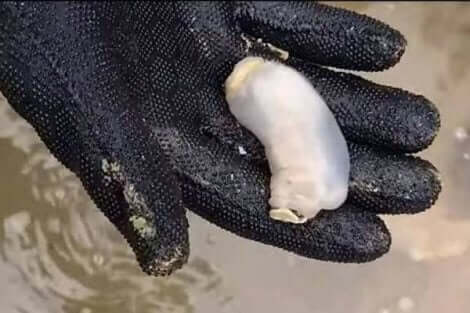 리토레도 아바타니카는2