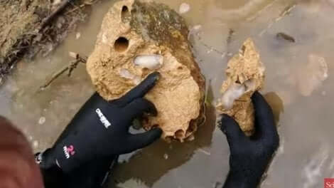 리토레도 아바타니카는3