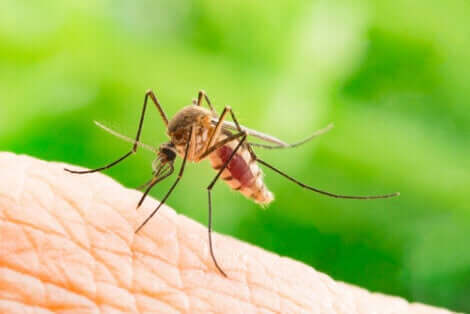 동물 매개 감염병과 곤충
