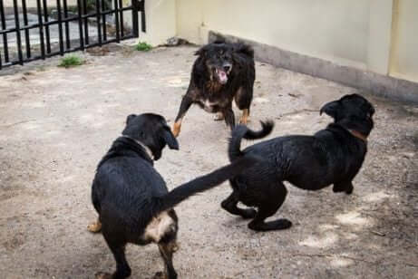 개싸움터에서 230마리의 개를 구출한 스페인 경찰