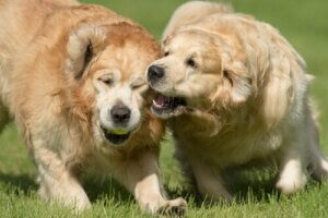 개가 물지 않도록 하는 방법