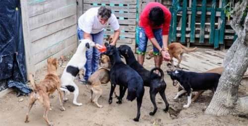 강제 퇴거 명령을 받은 콜롬비아 동물 구조 단체