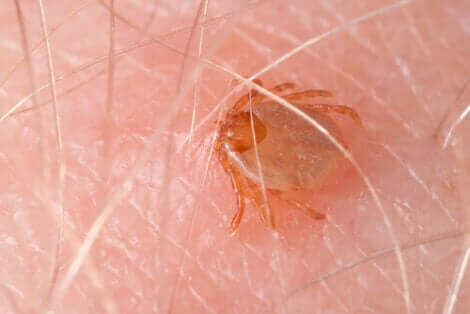 동물 매개 감염병과 곤충