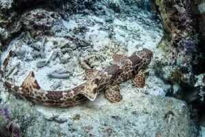 바닷속을 기어 다니는 신기한 '걷는 상어'의 특징