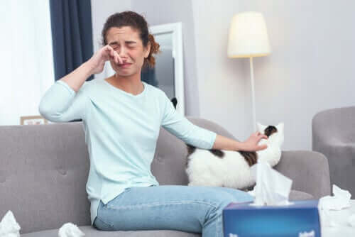 고양이 알레르기를 피하는 12가지 방법