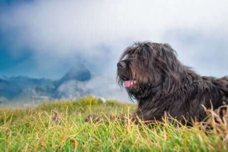 베르가마스코 셰퍼드는2