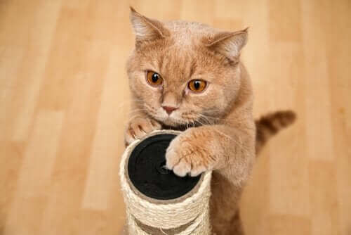 고양이가 멋진 스크래쳐를 거부하는 이유