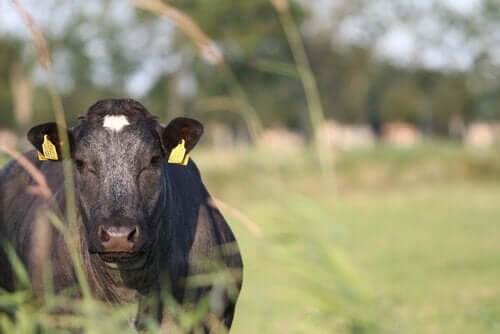 소에게 항기생충제를 적용하는 것: 외부 적용