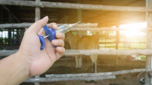소에게 항기생충제를 적용하는 것: 내부 적용