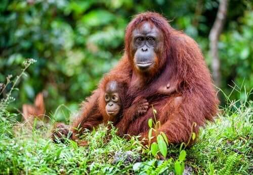 보르네오 오랑우탄: 멸종의 원인